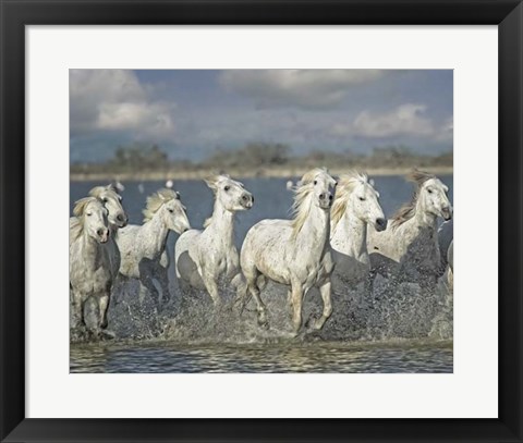 Framed White Horses of the Camargue Print