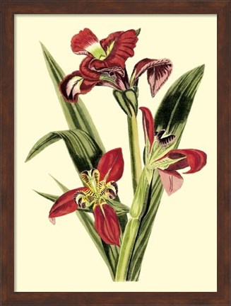 Framed Royal Botanical Study II Print