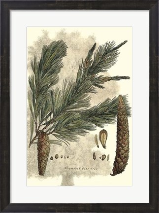 Framed Antique Weymouth Pine Tree Print