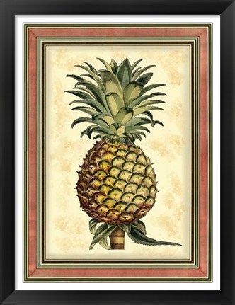 Framed Pineapple Splendor II Print