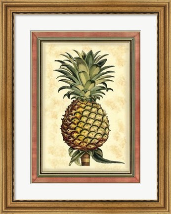 Framed Pineapple Splendor II Print