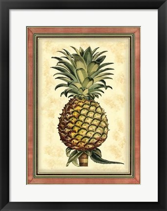 Framed Pineapple Splendor II Print