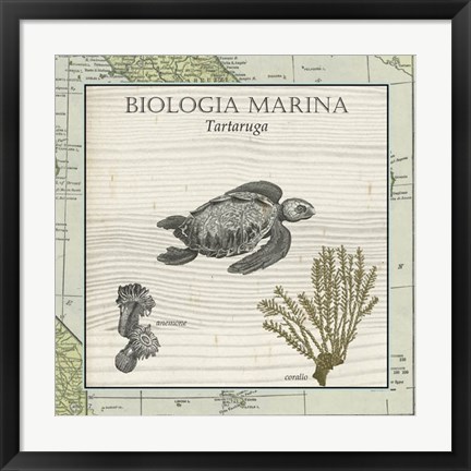 Framed Biologia Marina IV Print