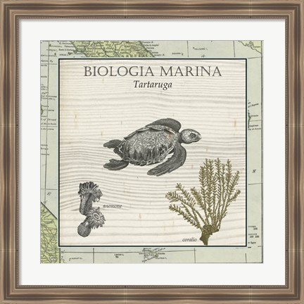 Framed Biologia Marina IV Print