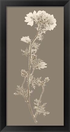 Framed Taupe Nature Study I Print