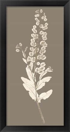 Framed Taupe Nature Study III Print