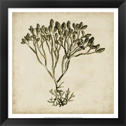 Framed Vintage Seaweed IV Print