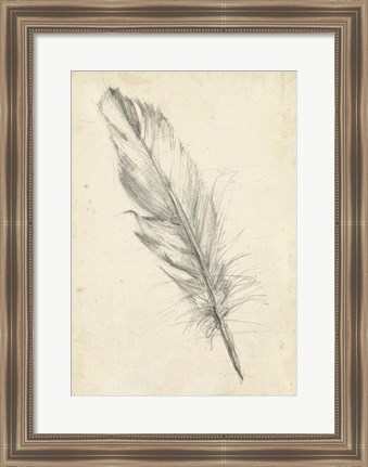 Framed Feather Sketch III Print
