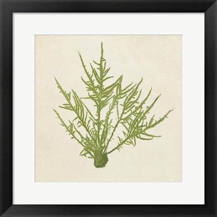 Framed Chromatic Seaweed VII Print