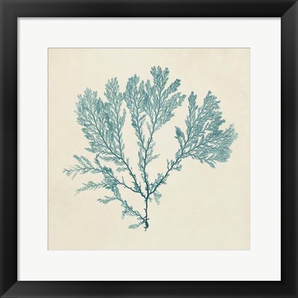 Framed Chromatic Seaweed VIII Print