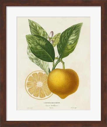 Framed French Lemon Botanical III Print