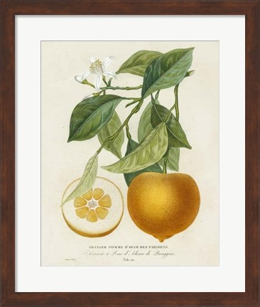 Framed French Orange Botanical I Print