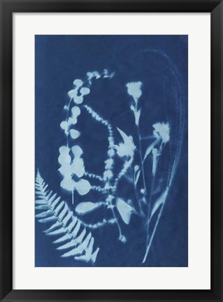 Framed Cyanotype No.16 Print