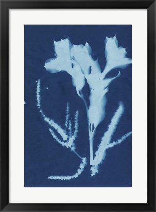 Framed Cyanotype No.17 Print