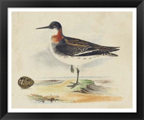 Framed Meyer Shorebirds II Print