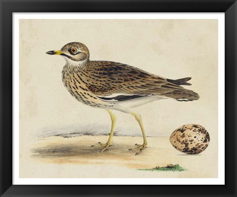 Framed Meyer Shorebirds IV Print