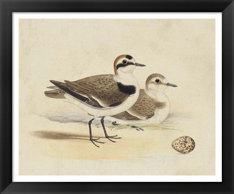 Framed Meyer Shorebirds V Print