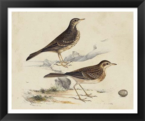 Framed Meyer Shorebirds VI Print