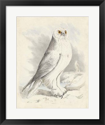 Framed Meyer Snowy Owl Print