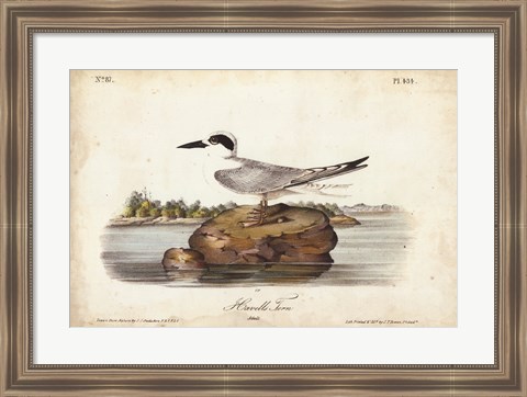 Framed Audubon Havells Tern Print