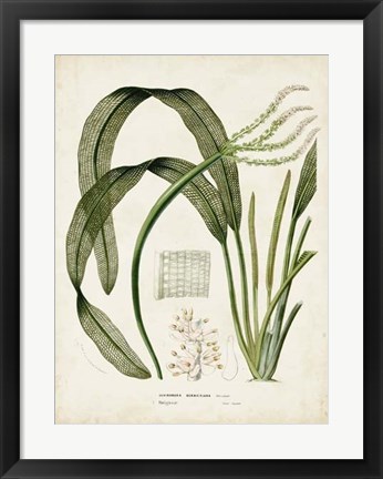 Framed Tropical Grass I Print