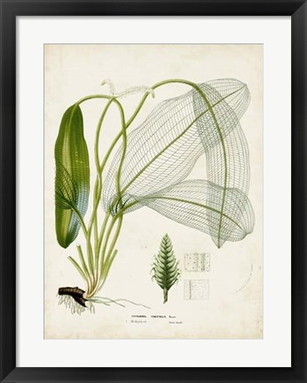 Framed Tropical Grass II Print