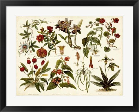 Framed Tropical Botany Chart II Print