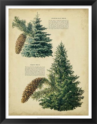 Framed Colorado Blue Spruce &amp;Norway Spruce Print