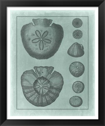 Framed Spa Shell Collection VI Print