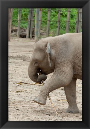 Framed Baby elephant with bamboo in trunk, Malaysia Print