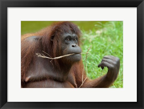 Framed Bornean Orangutan, adult female, Borneo Print