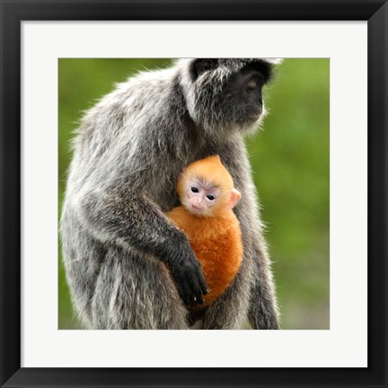 Framed Silver Leaf Monkey and offspring, Borneo, Malaysia Print