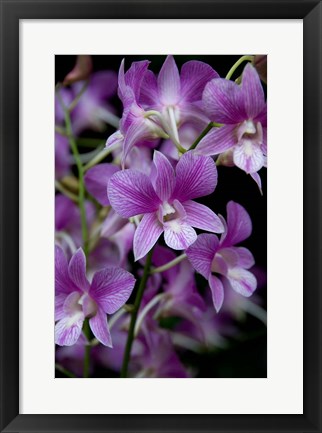 Framed Singapore. National Orchid Garden - Purple/White Orchids Print