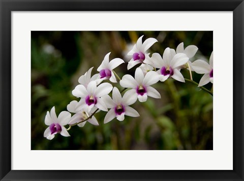 Framed Singapore. National Orchid Garden - White Orchids Print