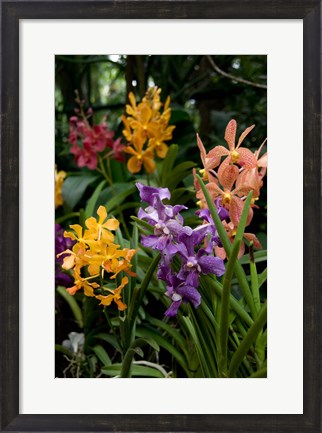 Framed Singapore. National Orchid Garden - Multi colored Orchids Print