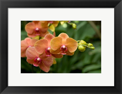 Framed Singapore. National Orchid Garden - Peach Orchids Print