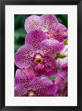 Framed Singapore. National Orchid Garden - spotted Orchids Print