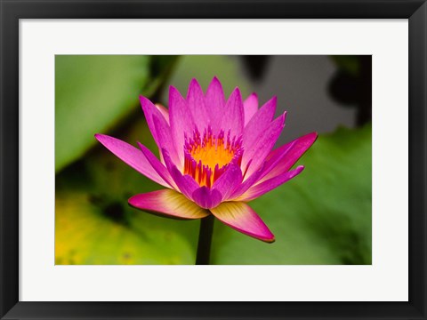 Framed Single magenta water lily at the Orchid Garden at Lake Gardens Park in Kuala Lumpur Malaysia Print