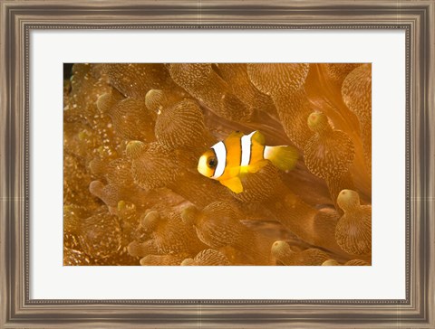 Framed Clark&#39;s Anemonefish, Puerto Gallera, Philippines Print