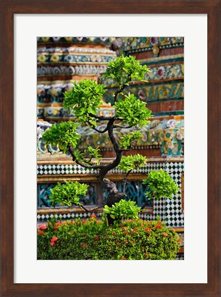 Framed Bonsai tree in front of chedi, Wat Pho, Bangkok, Thailand Print