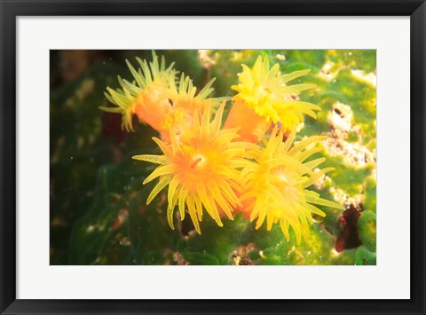 Framed School of fish, Southern Maldives, Indian Ocean Print