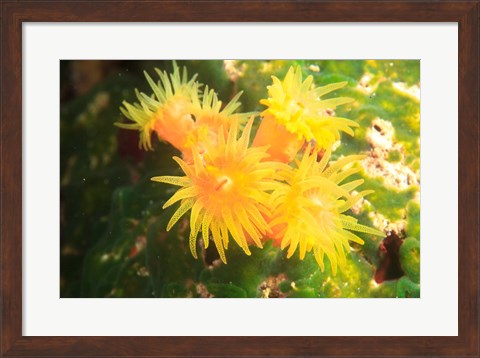 Framed School of fish, Southern Maldives, Indian Ocean Print