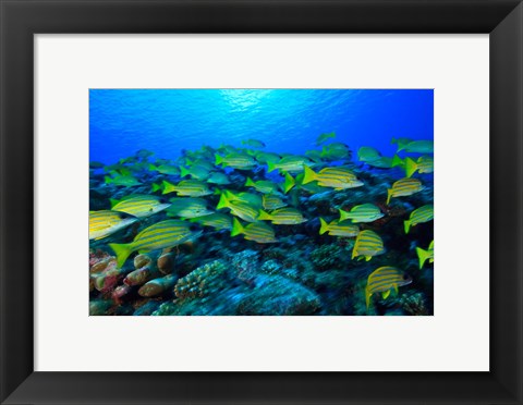 Framed Schooling Bluestripped Snappers, North Huvadhoo Atoll, Southern Maldives, Indian Ocean Print