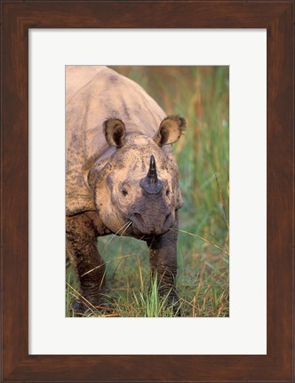 Framed Asia, Nepal, Royal Chitwan NP. Indian rhinoceros Print