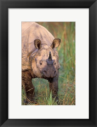 Framed Asia, Nepal, Royal Chitwan NP. Indian rhinoceros Print