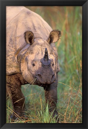 Framed Asia, Nepal, Royal Chitwan NP. Indian rhinoceros Print