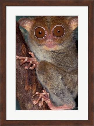 Framed Asia, Philippines, Tarsier Print