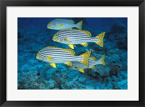 Framed Maldives, Oriental sweetlips Print