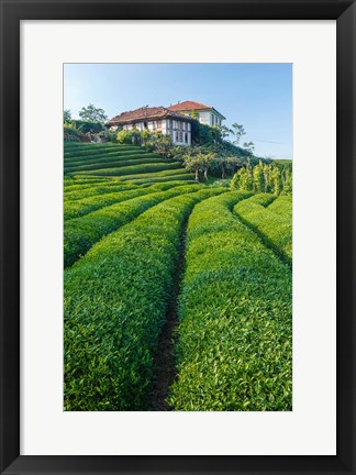 Framed Tea Field in Rize, Black Sea Region of Turkey Print