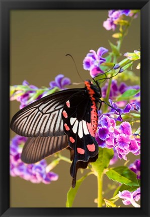 Framed Thailand, Doi Inthanon, Papilio polytes, butterfly Print